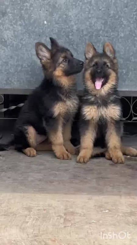 German shepherd puppies Double Coat Whatsapp 03221185228 0