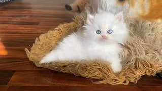 persian kittens High Quality