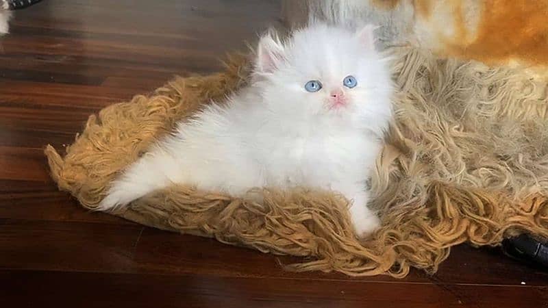 persian kittens High Quality 1