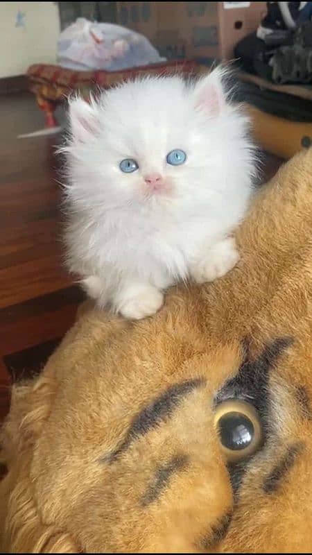 persian kittens High Quality 2