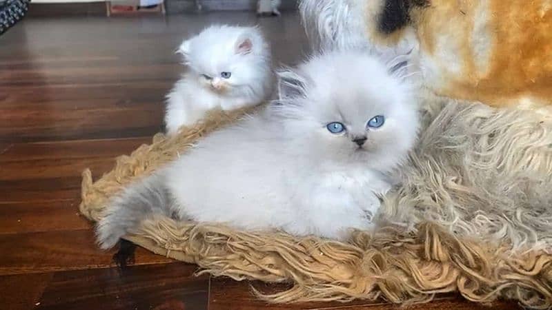 persian kittens High Quality 3