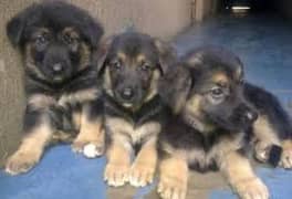 German shepherd puppies Double Coat Whatsapp 03221185228