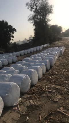 indus corn silage