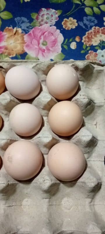 Plymouth Rock Eggs 2