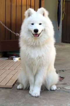 imported white Samoyed puppy