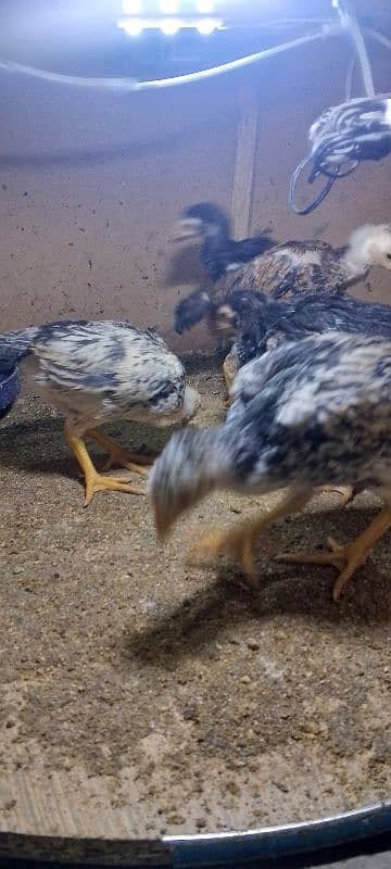 German shamoo chicks 3