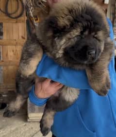 Imported Caucasian Shepherd Puppies Book Now