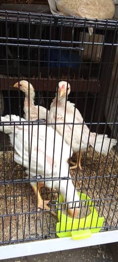 aseel|white Shamo chicks|German o shamo|eggs laying hen | shamo murghi