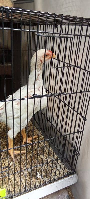 aseel|white Shamo chicks|German o shamo|eggs laying hen | shamo murghi 10