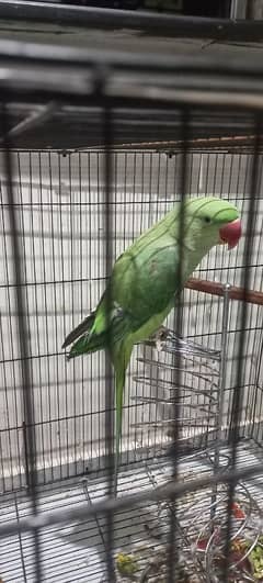 Raw parrot for sale age aprox 1 year.