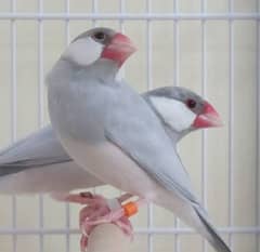 Silver Java breeder pair