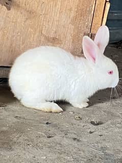 newsland rabbits for sale