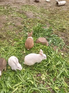 Red eye rabbits breeder for sale