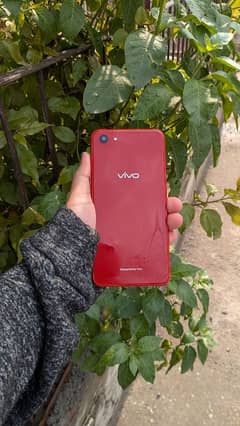 Vivo