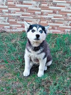 Siberian husky puppy for sale