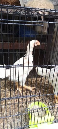 aseel|white Shamo chicks|German o shamo|eggs laying hen | shamo murghi