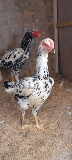 aseel|white Shamo chicks|German o shamo|eggs laying hen | shamo murghi