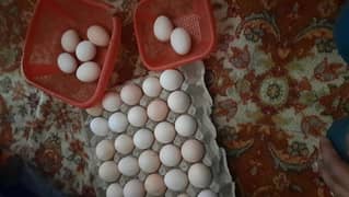 A+australorp firtile eggs