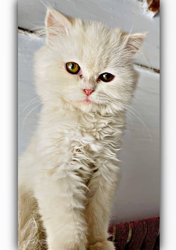 Percian cat white colour 0