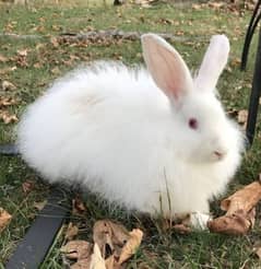 Angora breeder female 03224186572