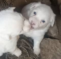 Russi Breed 3 females and 1 male for sale