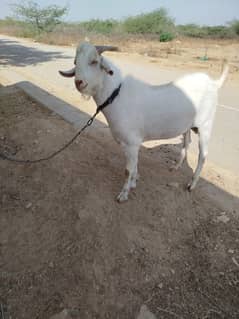 white gulabi terra breeder for sale