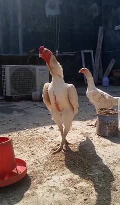 o shamo chick available for sale