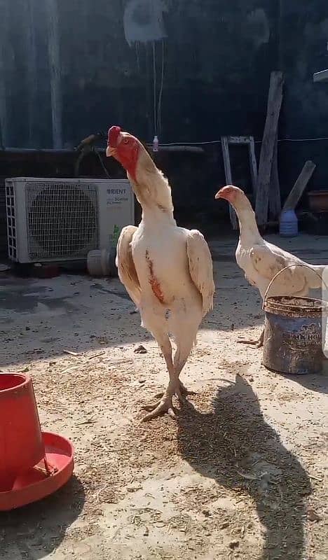 o shamo chick available for sale 0