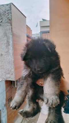 German Shepherd Female Child