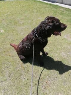 British chocolate Labrador