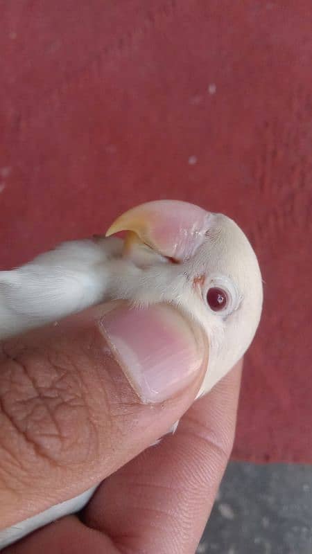 albino red eye 1