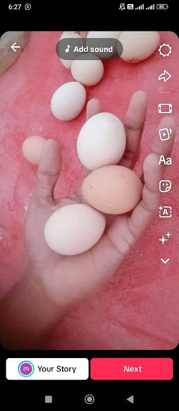 desi ande | table eggs | fertile eggs | andey 1