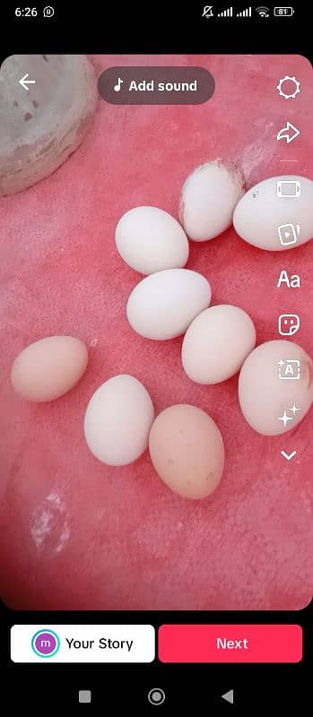 desi ande | table eggs | fertile eggs | andey 2