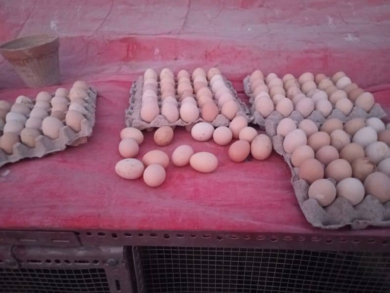 desi ande | table eggs | fertile eggs | andey 3