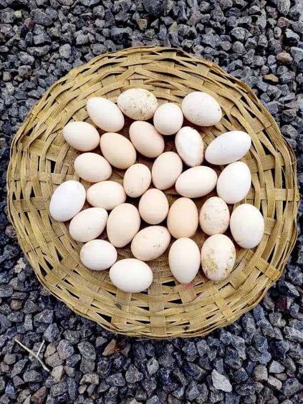 desi ande | table eggs | fertile eggs | andey 4