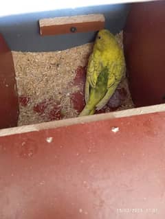 Australia Parrot Breeder Pair & 2 Chiks