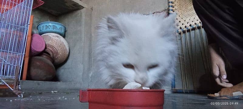 white Persian kitten 0