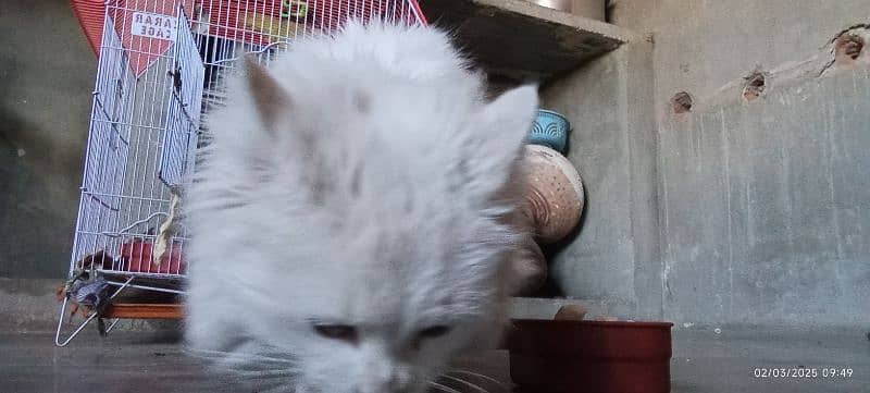 white Persian kitten 1