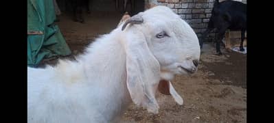 Beautiful Goats available