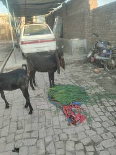 Goats for sale