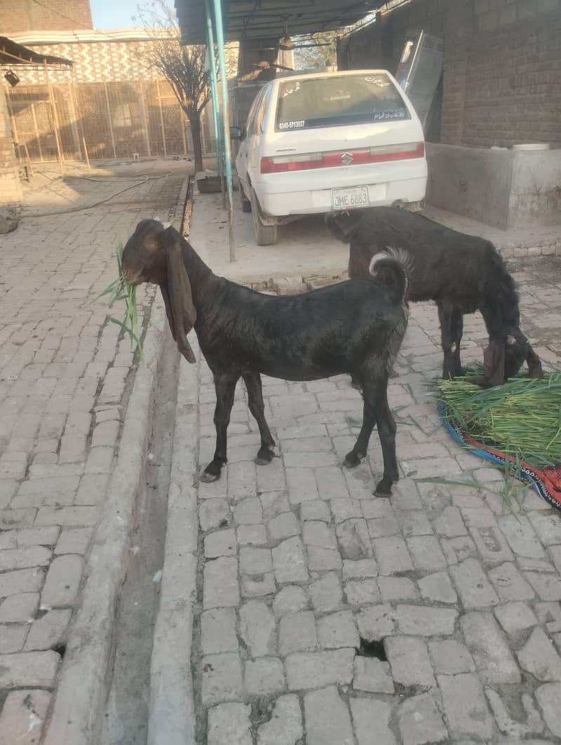 Goats for sale 1