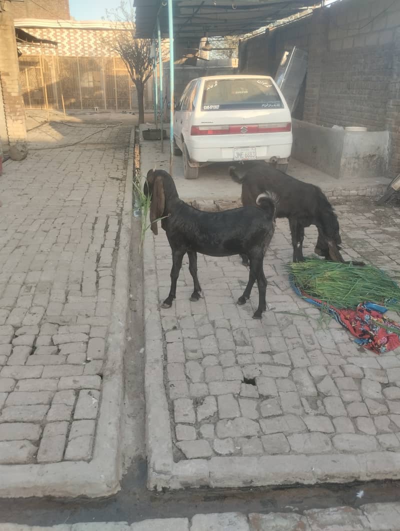 Goats for sale 2