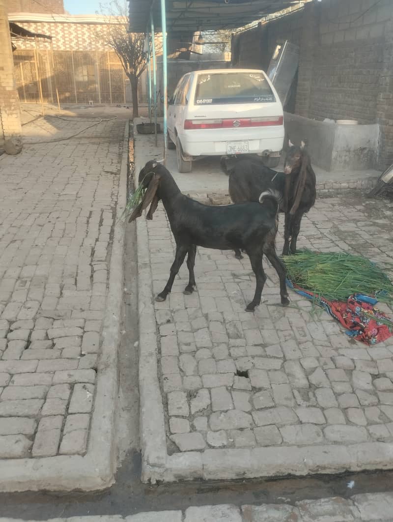 Goats for sale 3