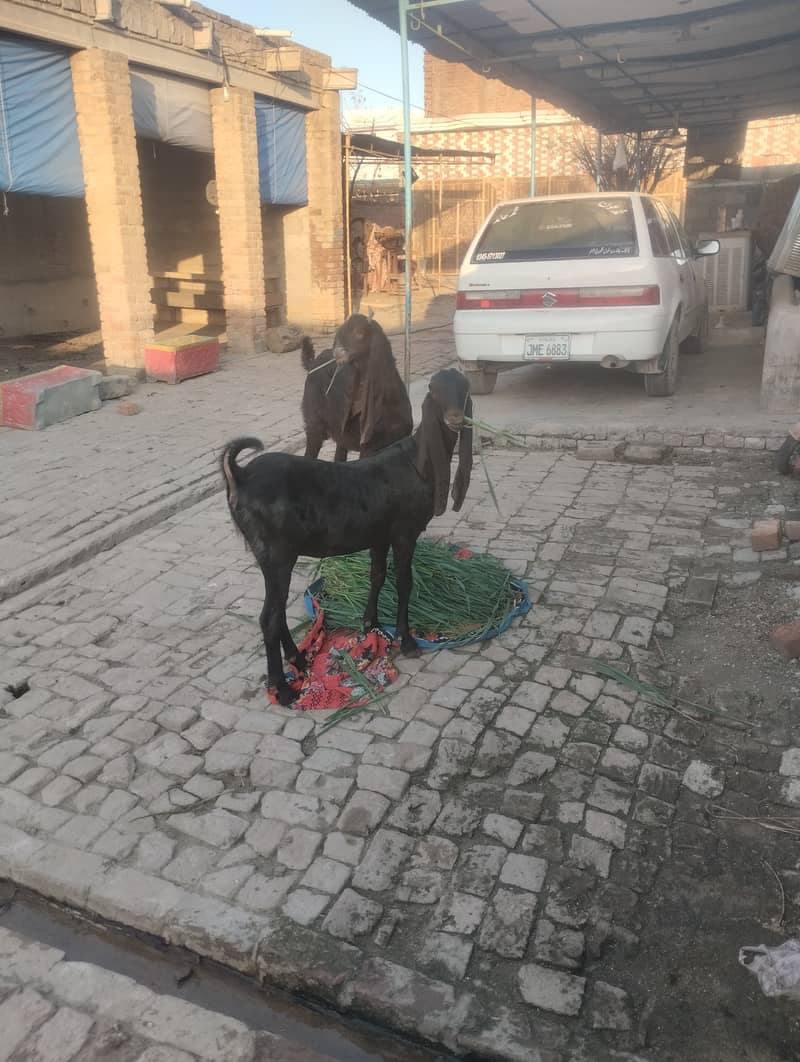 Goats for sale 4