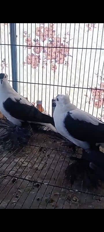 swallow chicks 1