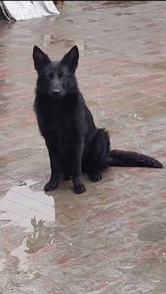 Black German Female   03333175111