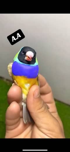 GOULDIAN goldian male finch for sell