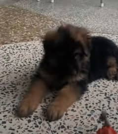 German shepherd Long Coat Male & Female puppy 03287625932WhatsApp