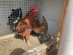 Egg laying, Desi and misri murgiyan