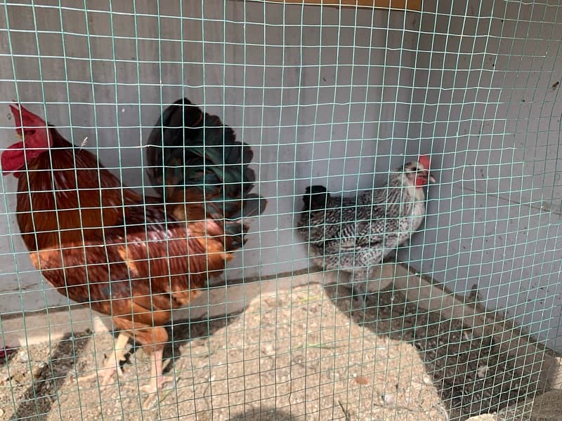 Egg laying, Desi and misri murgiyan 2